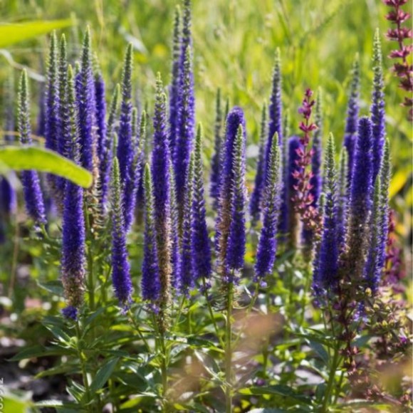 Veronica spicata 'Ulster Dwarf Blue'
