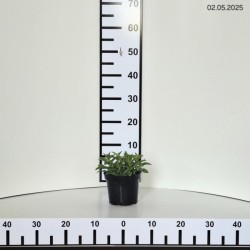 Veronica spicata 'Ulster Dwarf Blue'