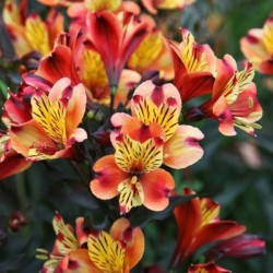Alstroemeria INDIAN SUMMER...