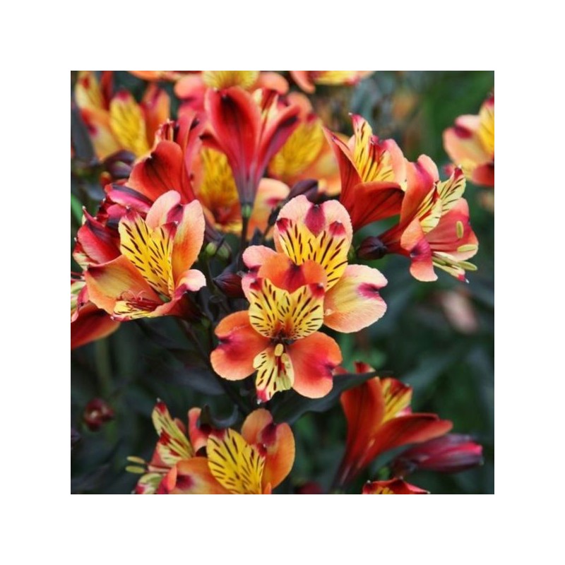 Alstroemeria INDIAN SUMMER 'Tesronto' PBR