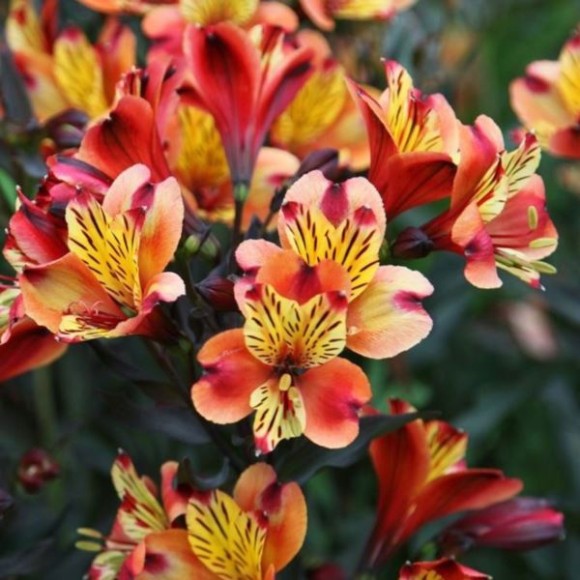Alstroemeria INDIAN SUMMER 'Tesronto' PBR