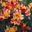 Alstroemeria INDIAN SUMMER 'Tesronto' PBR
