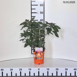 Alstroemeria INDIAN SUMMER 'Tesronto' PBR