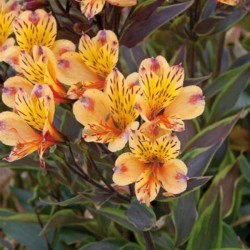 Alstroemeria SUMMER BREEZE...