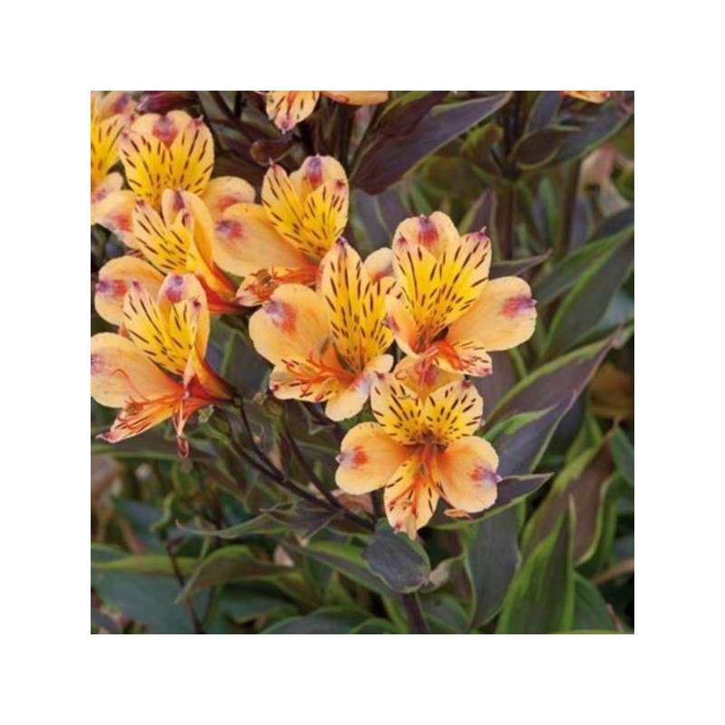 Alstroemeria SUMMER BREEZE 'Tessumbre' PBR