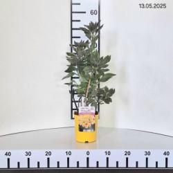 Alstroemeria SUMMER BREEZE 'Tessumbre' PBR