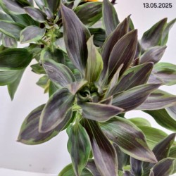 Alstroemeria SUMMER BREEZE 'Tessumbre' PBR