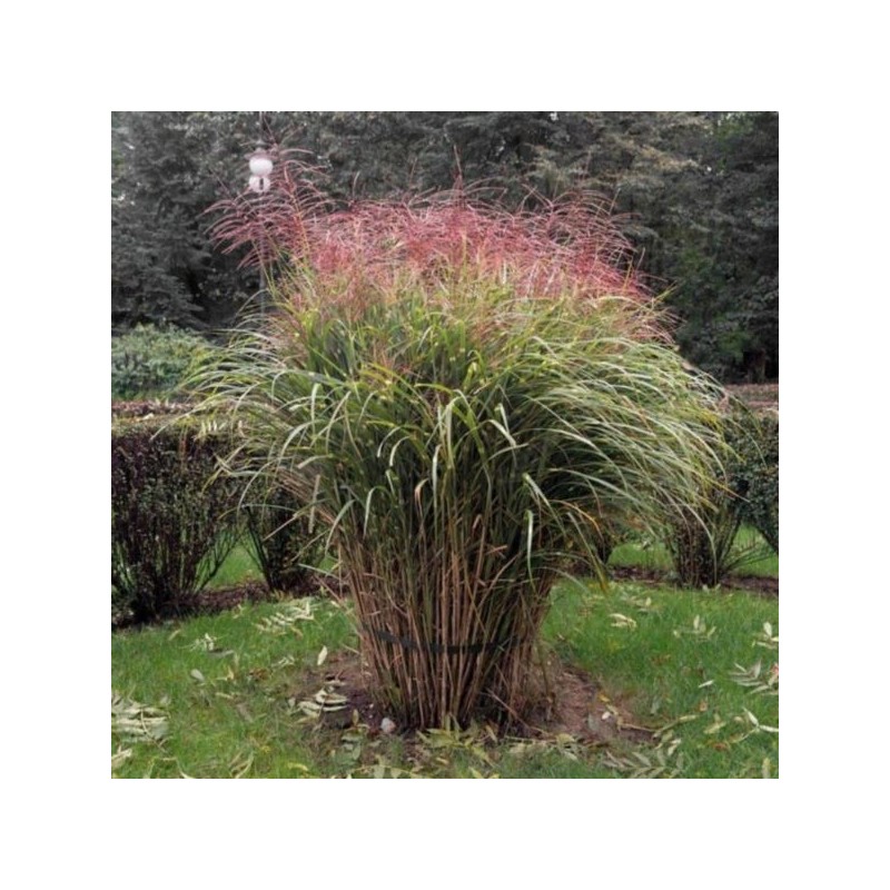 Miscanthus sinensis 'Ferner Osten'
