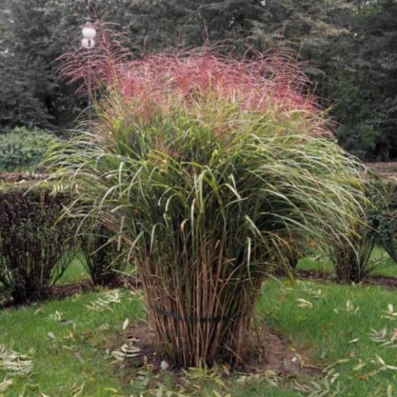 Miscanthus sinensis 'Ferner Osten'