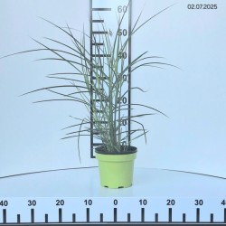 Miscanthus sinensis 'Ferner Osten'
