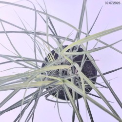 Miscanthus sinensis 'Ferner Osten'