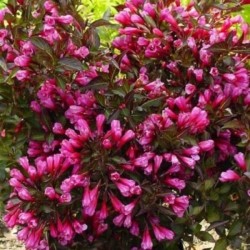 Weigela florida WINE &...
