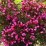 Weigela florida WINE & ROSES 'Alexandra' PBR