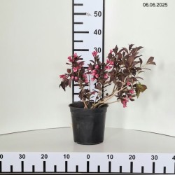 Weigela florida WINE & ROSES 'Alexandra' PBR