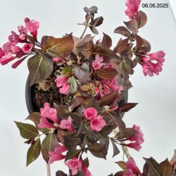 Weigela florida WINE & ROSES 'Alexandra' PBR