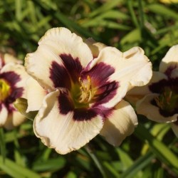 Hemerocallis 'Celebration...