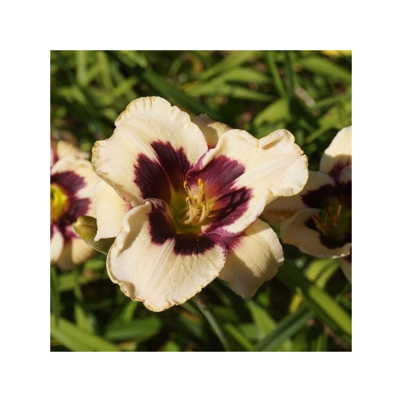 Hemerocallis 'Celebration of Angels'