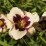 Hemerocallis 'Celebration of Angels'