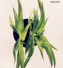 Hemerocallis 'Celebration of Angels'