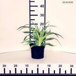 Hemerocallis 'Celebration of Angels'