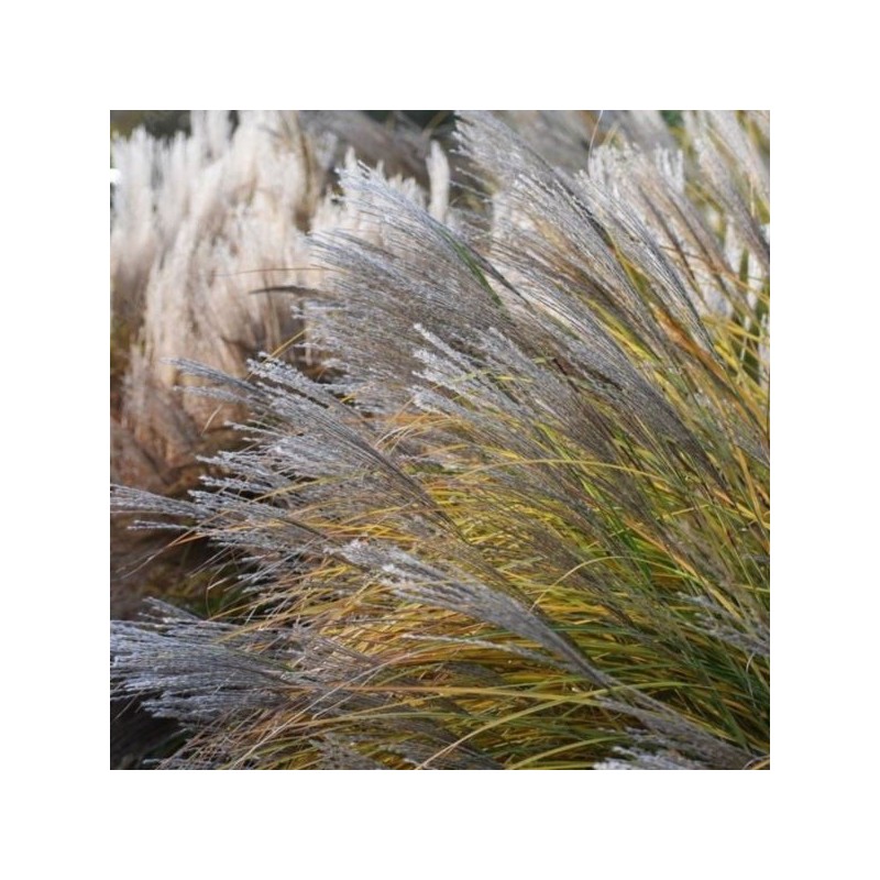 Miscanthus sinensis 'Malepartus'