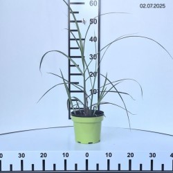 Miscanthus sinensis 'Malepartus'