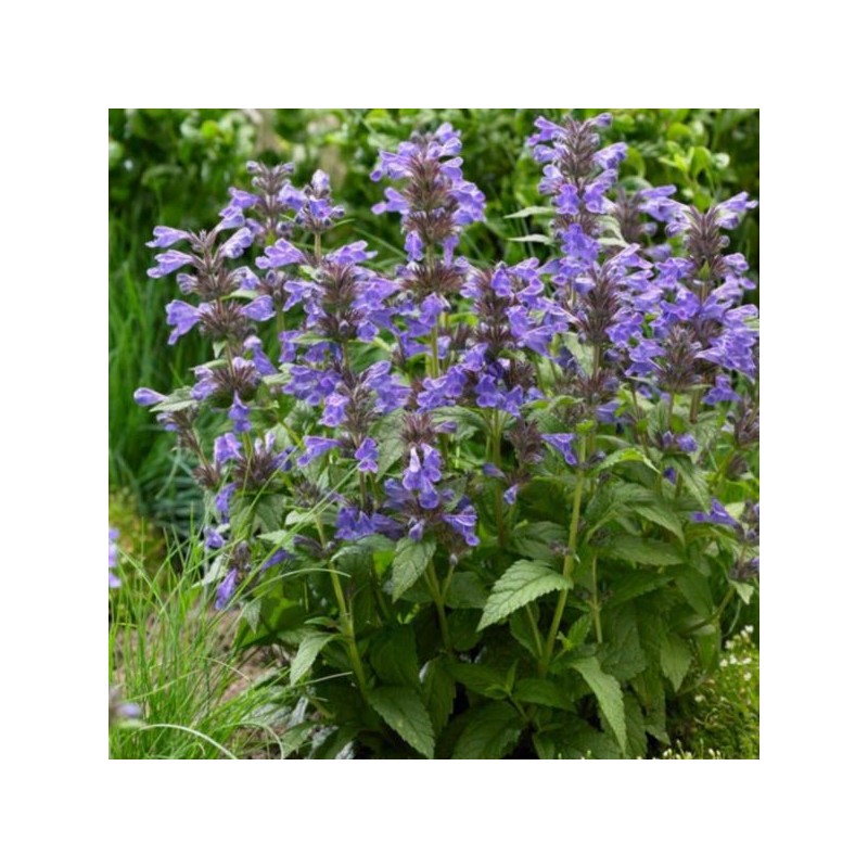 Nepeta NEPTUNE 'Bokratune' PBR