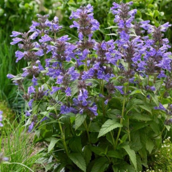 Nepeta NEPTUNE 'Bokratune' PBR