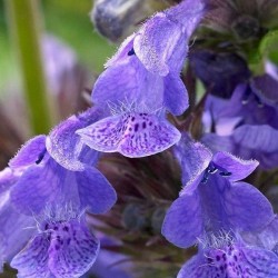 Nepeta NEPTUNE 'Bokratune' PBR