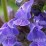 Nepeta NEPTUNE 'Bokratune' PBR