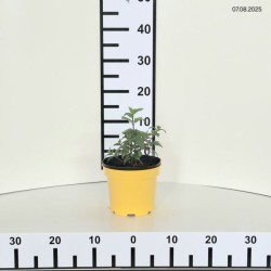 Nepeta NEPTUNE 'Bokratune' PBR