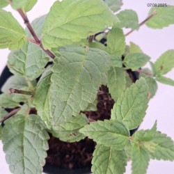 Nepeta NEPTUNE 'Bokratune' PBR