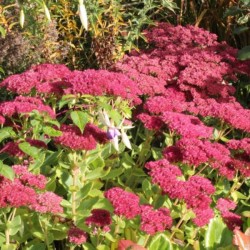 Sedum 'Herbstfreude'
