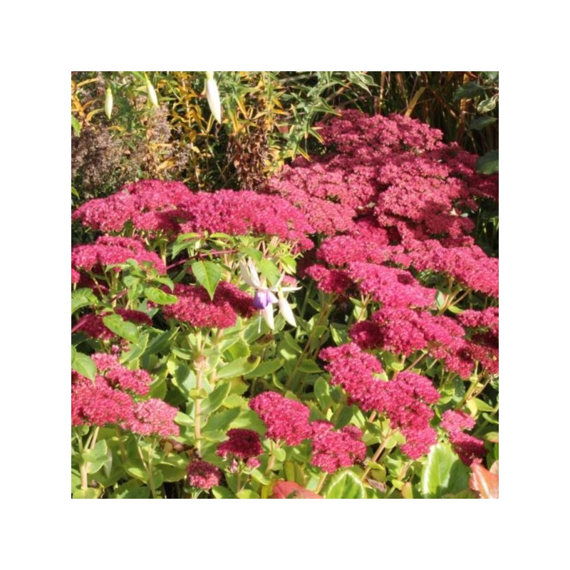 Sedum 'Herbstfreude'