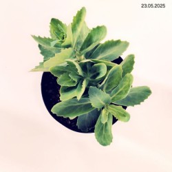 Sedum 'Herbstfreude'