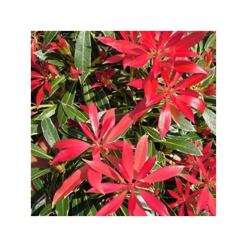 Pieris japonica 'Carnaval'