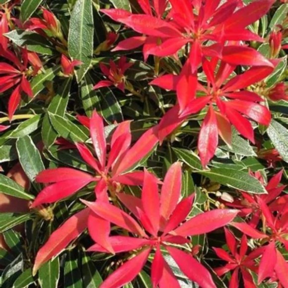 Pieris japonica 'Carnaval'