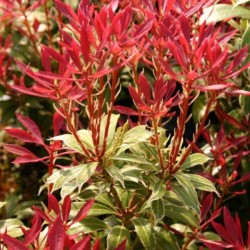 Pieris japonica 'Carnaval'