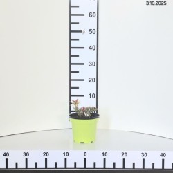 Pieris japonica 'Carnaval'