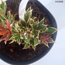 Pieris japonica 'Carnaval'