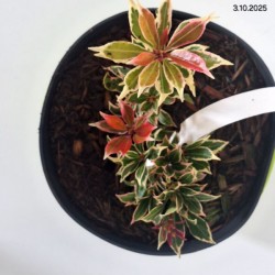 Pieris japonica 'Carnaval'