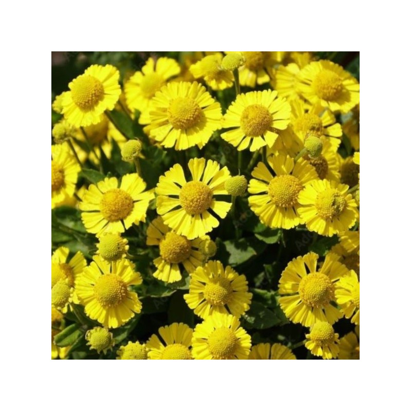 Helenium 'Sombrero' PBR