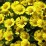 Helenium 'Sombrero' PBR
