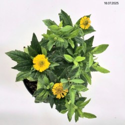 Helenium 'Sombrero' PBR