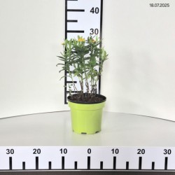 Helenium 'Sombrero' PBR