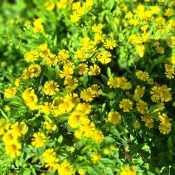 Helenium 'Sombrero' PBR