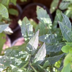 Helenium 'Sombrero' PBR