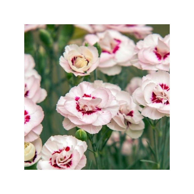 Dianthus plumarius 'Angel of Virtue'