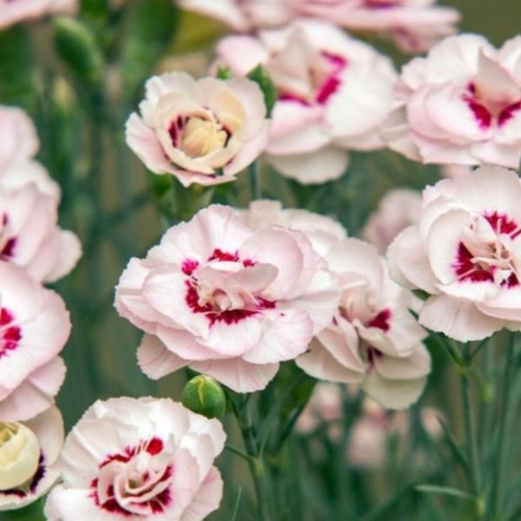 Dianthus plumarius 'Angel of Virtue'