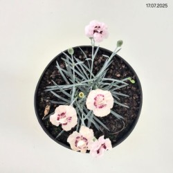 Dianthus plumarius 'Angel of Virtue'